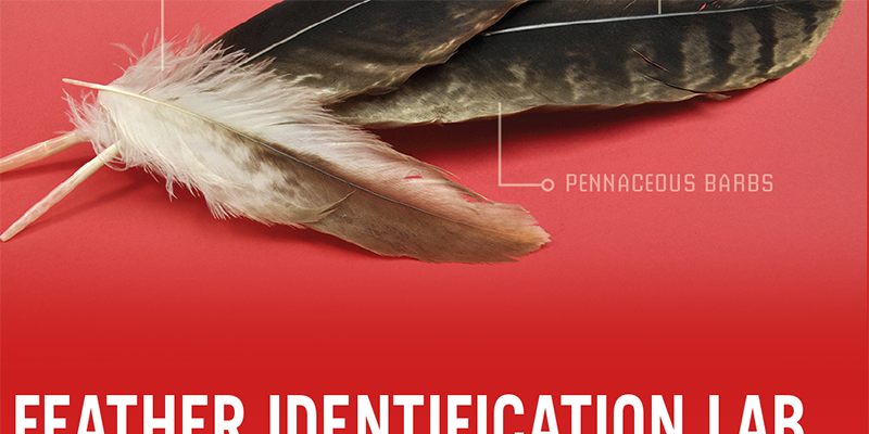 Feather Identification Lab Identity Brochure